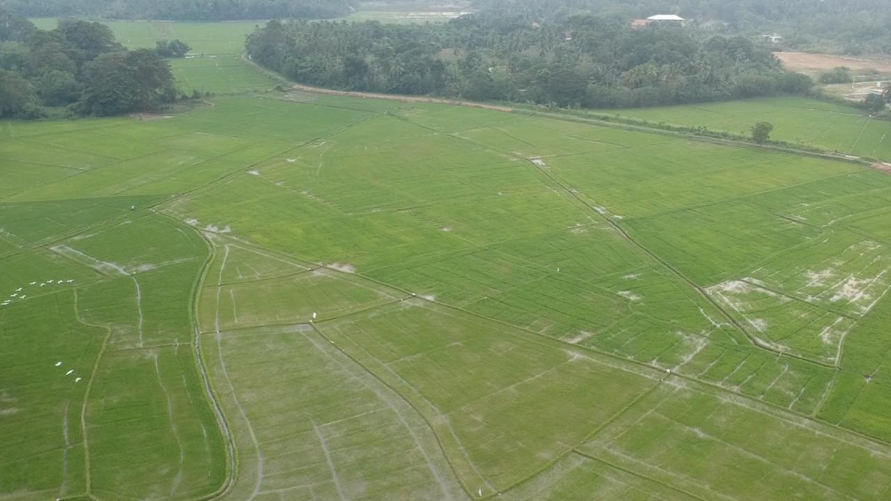 Rice Field View Home Stay Tangalle Kültér fotó